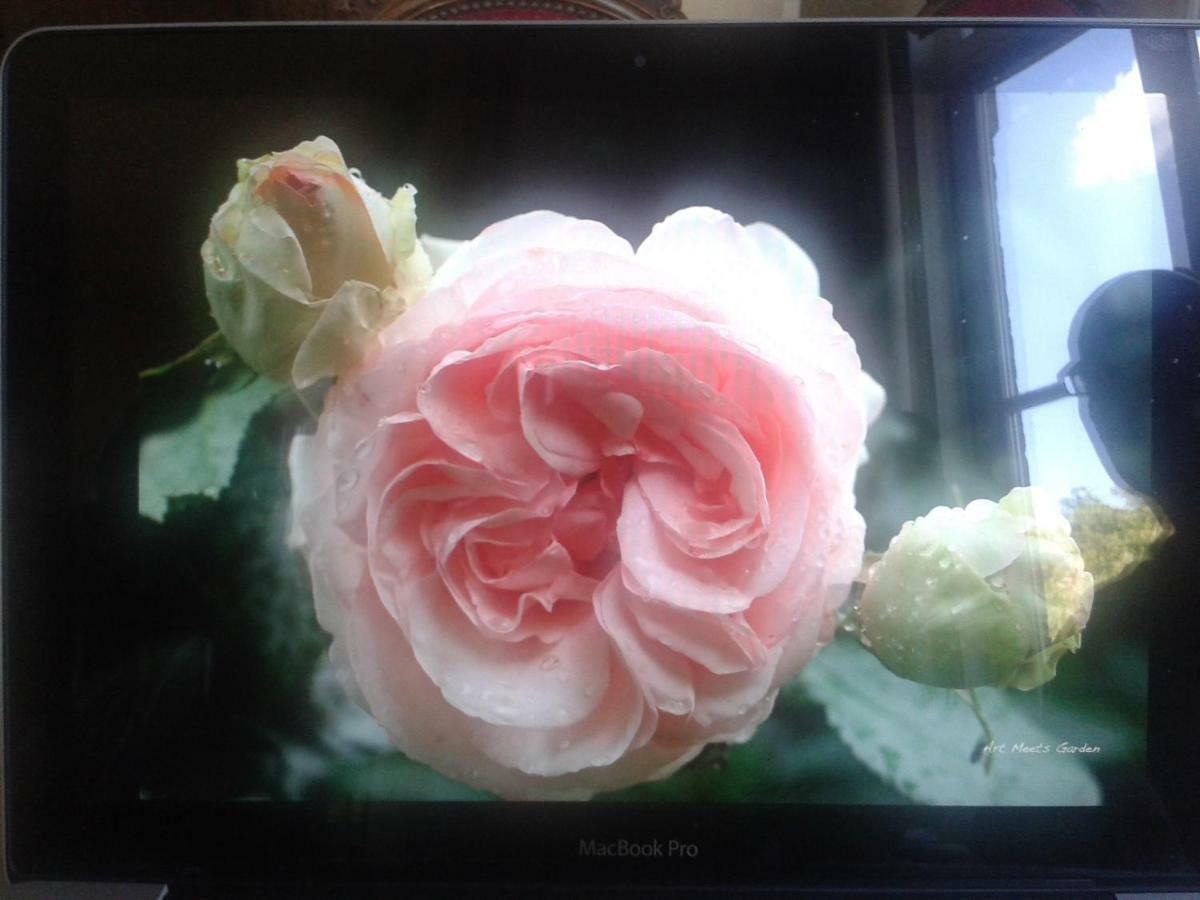 La Villa Des Roses 더뷔 외부 사진